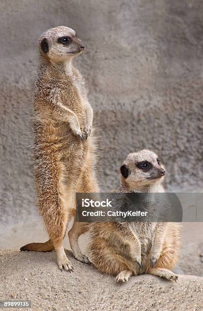 Meerkats Stock Photo - Download Image Now - Animal, Animal Hair, Color Image