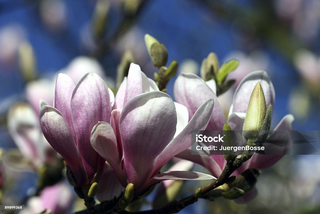 Magnolia - Lizenzfrei Baum Stock-Foto