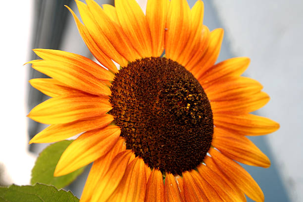 Sunflower stock photo