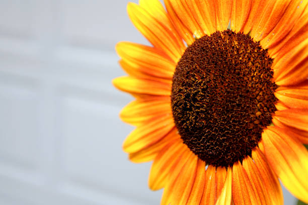 Sunflower stock photo