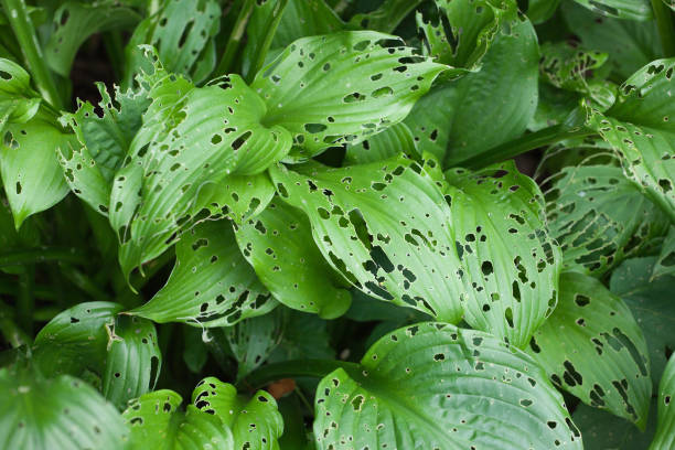 large green plant large green plant leaves with holes, damaged parasites parasitic photos stock pictures, royalty-free photos & images