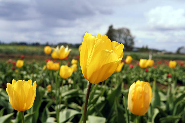 Yellow Tulips stock photo