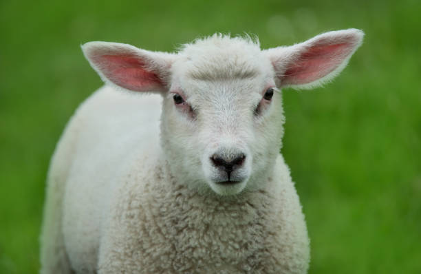 istock portrait of a sheep 898997262