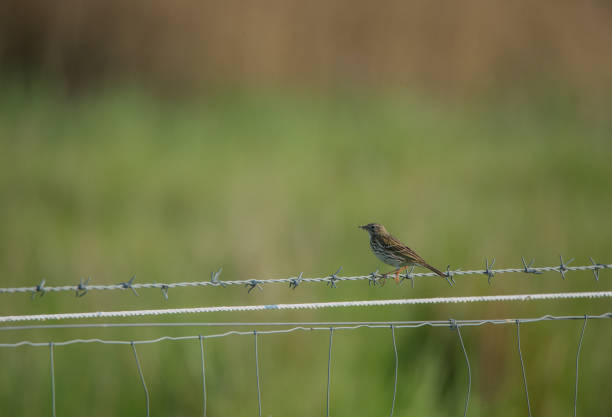 istock meadow pipit sitting on a barbed wire fence on a soft green background 898997912