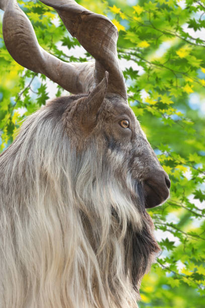 istock male Turkmenian markhor 898997988