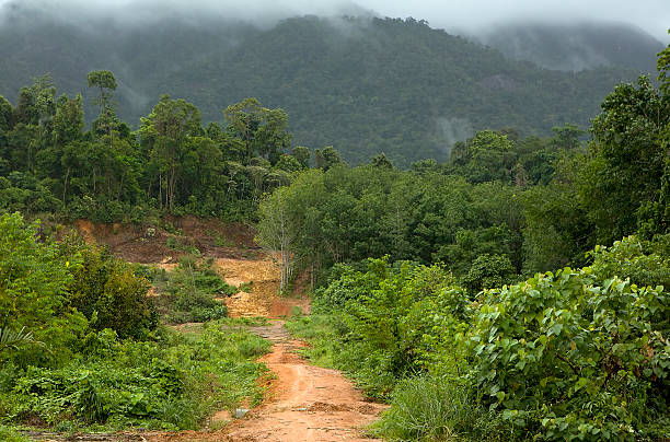 Rainforest stock photo