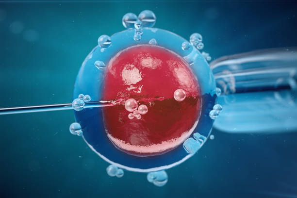 istock 3D Illustration In vitro fertilisation , Injecting sperm into egg cell , Assisted reproductive treatment. 898998768