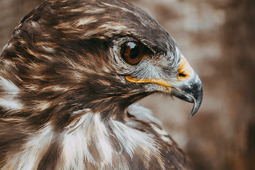 Close-up of a Hawk