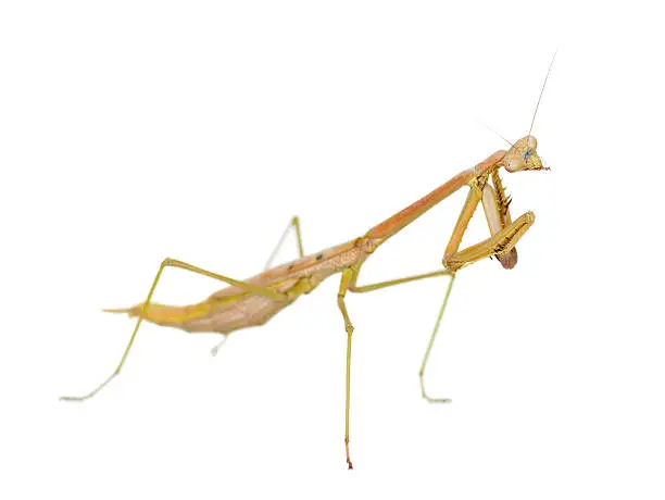 Photo of Praying Mantis