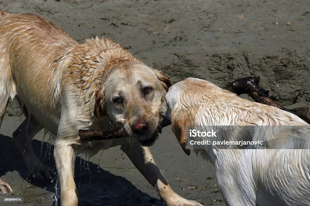 Labradors feliz jugando - Foto de stock de Agua libre de derechos