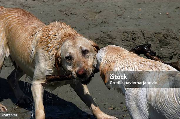 Labradors Feliz Jugando Foto de stock y más banco de imágenes de Agua - Agua, Aire libre, Alegre