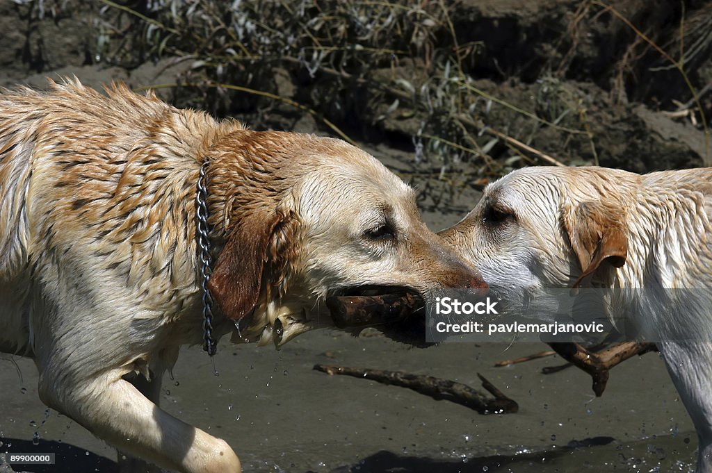 Glücklich Gelb Labradors spielt mit stick - Lizenzfrei Apportieren Stock-Foto