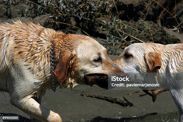 Glücklich Gelb Labradors Spielt Mit Stick Stockfoto und mehr Bilder von Apportieren - Apportieren, Bewegung, Bildhintergrund