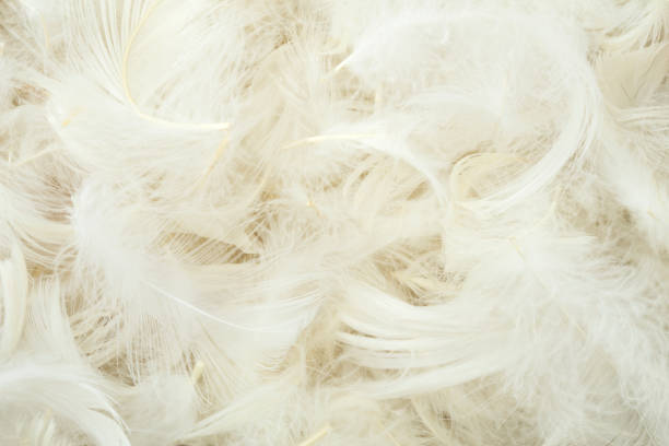 istock Pile of white feathers 899002712
