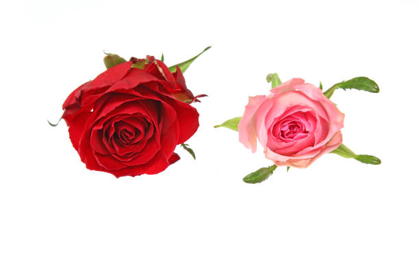 istock flower head of roses in a white background 899003252
