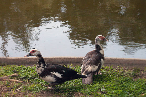 istock Muscovy duck in Caracas 899004166