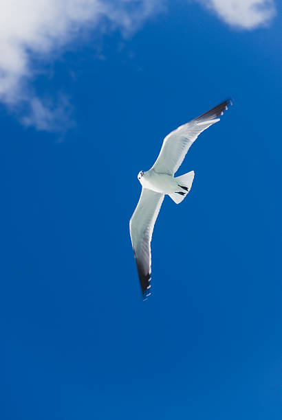 Gull in flight stock photo