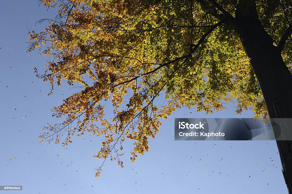 caer - Foto de stock de Aire libre libre de derechos