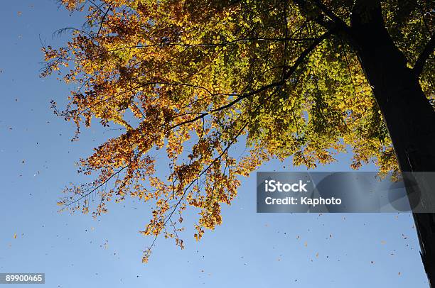 Caer Foto de stock y más banco de imágenes de Aire libre - Aire libre, Arbusto, Azul