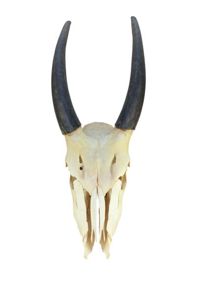 成人男性エランドの頭蓋骨 - antler stag trophy animal skull ストックフォトと画像