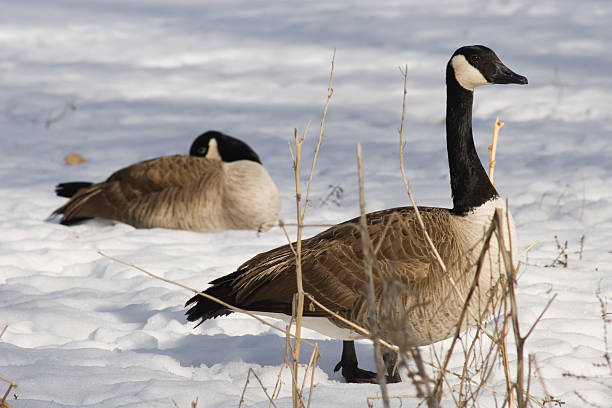 istock Canadian goose in the snow two 89900675