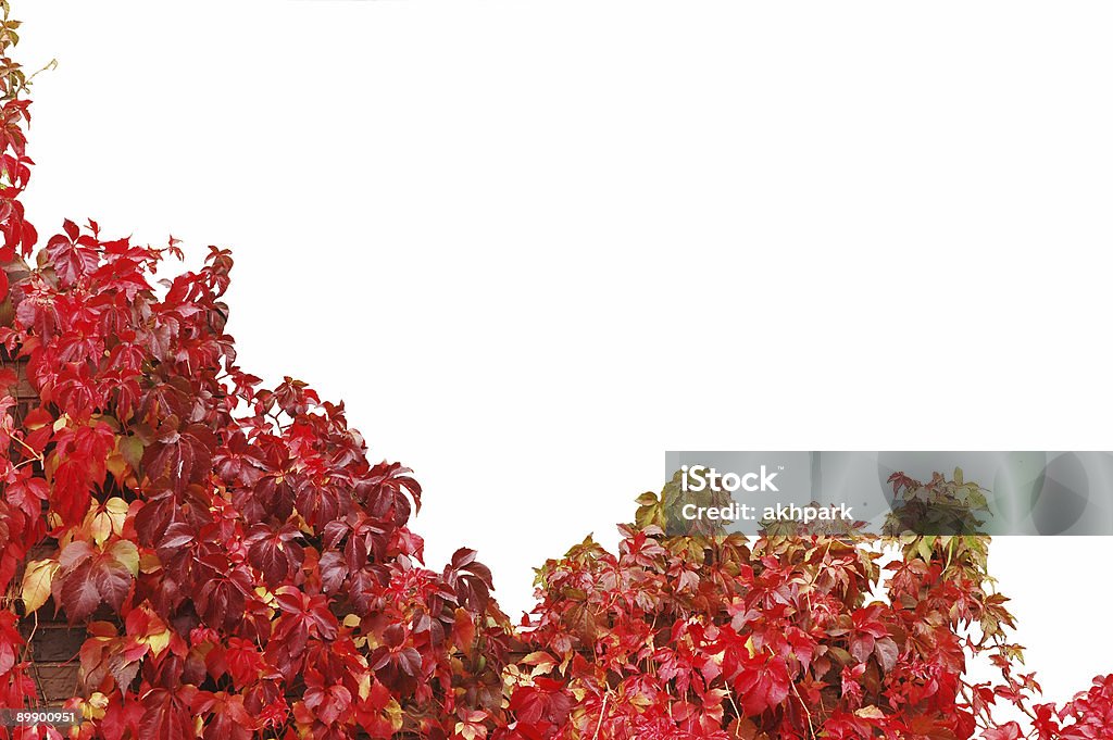 red ivy - Foto de stock de Agarrar royalty-free