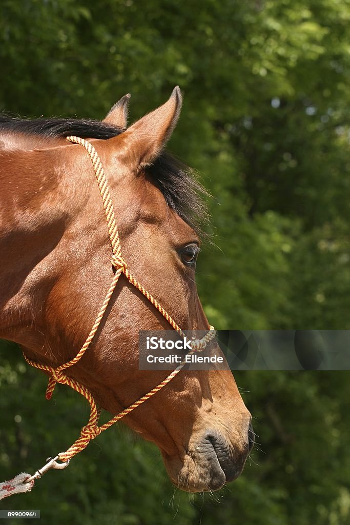 Horse looking away  Animal Stock Photo
