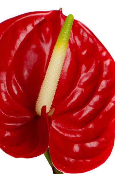 istock Beautiful red anturio flower detail 899010510