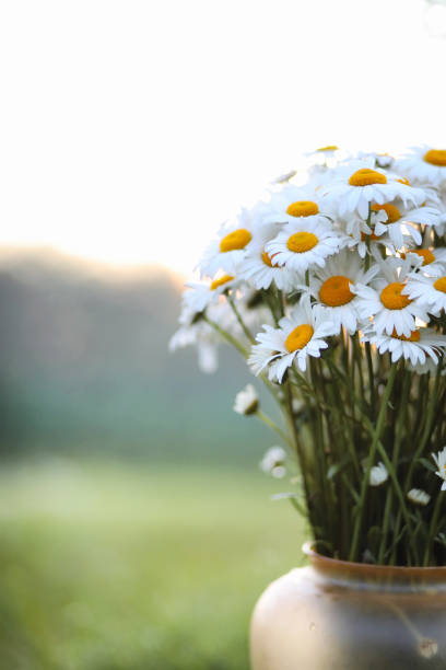 istock Large bouquet of field chamomiles 899010970