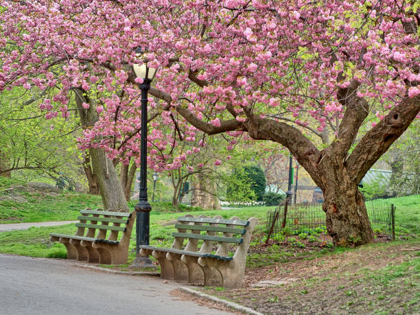 istock Central Park, New York City spring 899011166