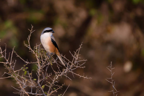 Long-tailed or rufous-backed shrike Lanius schach Beautiful a adult Long-tailed shrike or rufous-backed shrike know as Lanius schach perches on the small branch in Ranthambore National park, Rajastan, India lanius schach stock pictures, royalty-free photos & images