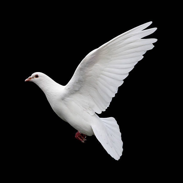 paloma blanca en vuelo 11 - paloma blanca fotografías e imágenes de stock