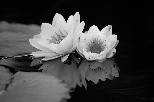 A lilly flower and it’s reflection in the water