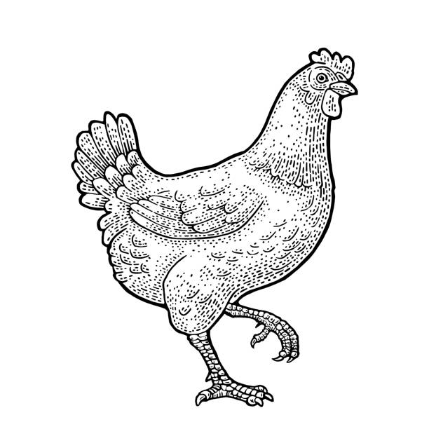 닭을 걷고 있다. 포스터, 그림 조각 빈티지 벡터 웹. 흰색 배경에 고립 - chicken livestock isolated white background stock illustrations