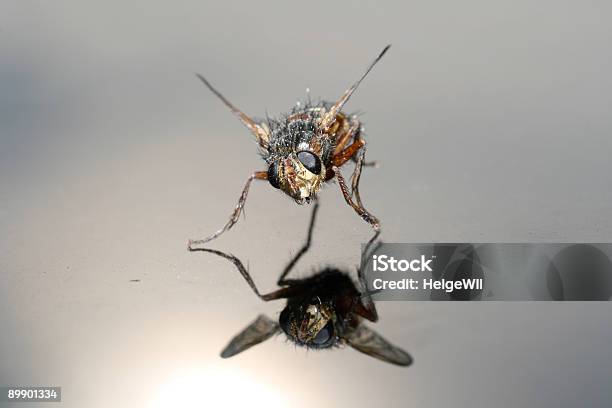 Fly Stock Photo - Download Image Now - Animal, Animal Leg, Animal Wing
