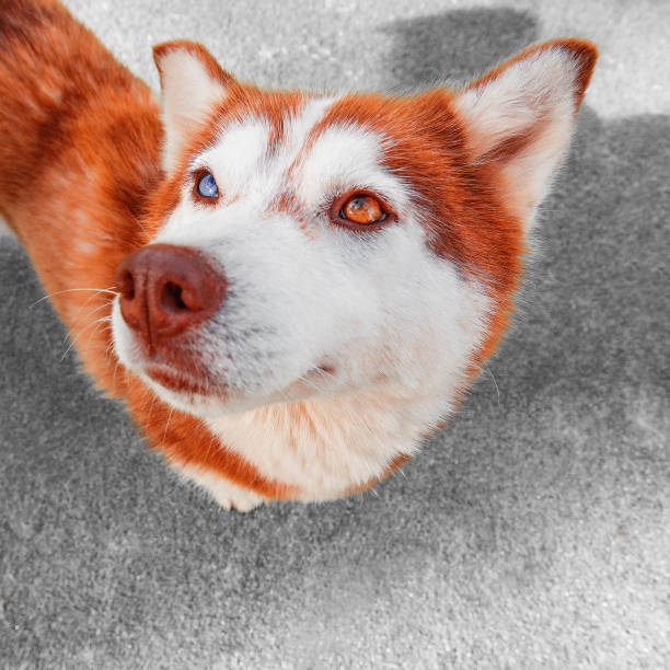 Close up image of the head of Siberian husky.
