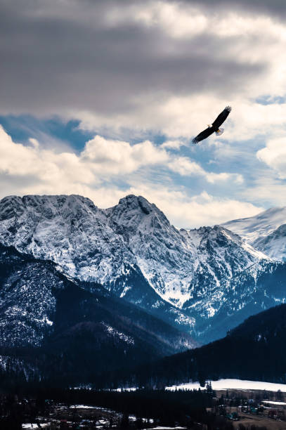 Winter Mountains Panorama Of Zakopane High Tatra Mountains Poland Stock  Photo - Download Image Now - iStock