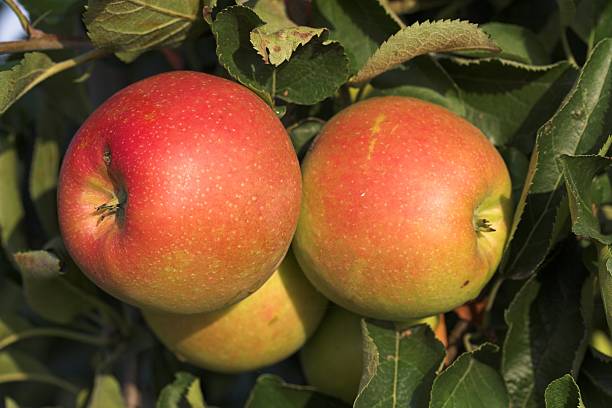 260+ Michigan Apples Stock Photos, Pictures & Royalty-Free Images - iStock