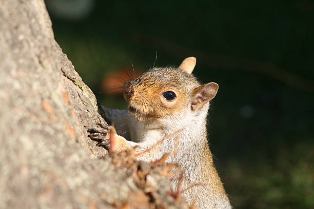 다람쥐 on 트리 스톡 사진