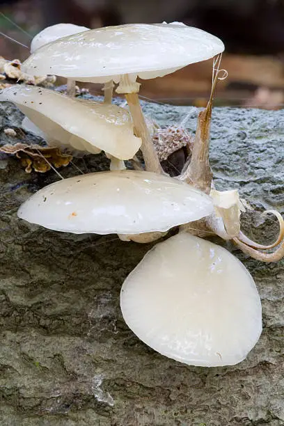 Photo of Porcelean Mushrooms group