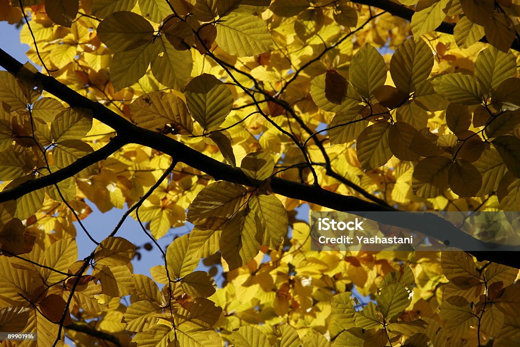 Golden Roof  Autumn Stock Photo