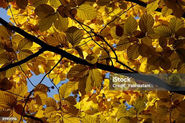 Golden Roof Stock Photo - Download Image Now - Autumn, Beech Tree, Branch - Plant Part