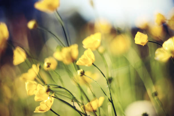 istock Field summer yellow blossoming buttercups. 899019808