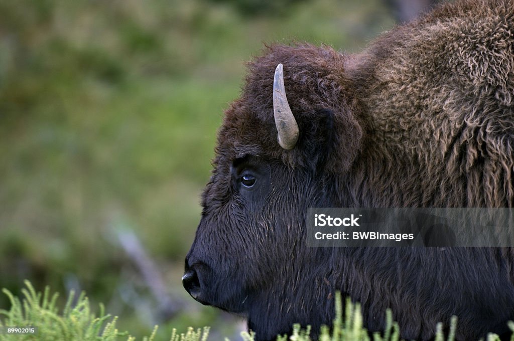 De buffalo-los eventos reales - Foto de stock de Aire libre libre de derechos