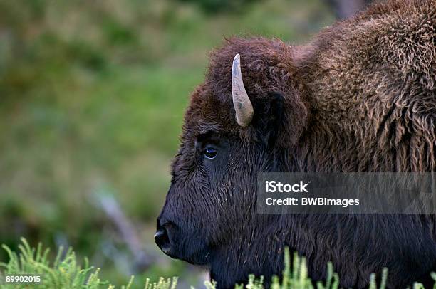Photo libre de droit de Buffalo Tête Vraies banque d'images et plus d'images libres de droit de Animaux de safari - Animaux de safari, Bison nord-américain, Cornu