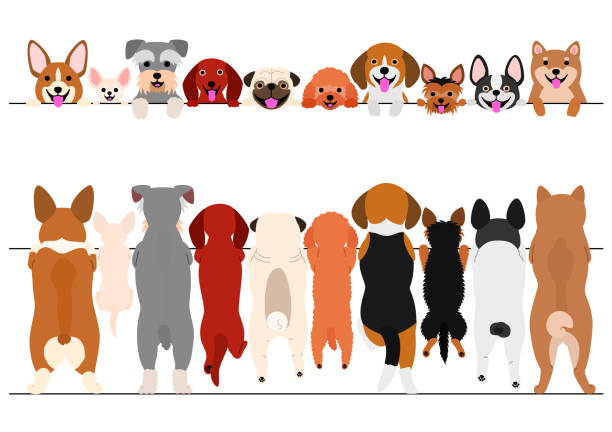 stehende kleine hunde vorder- und hinteren grenze satz - schoßhund stock-grafiken, -clipart, -cartoons und -symbole