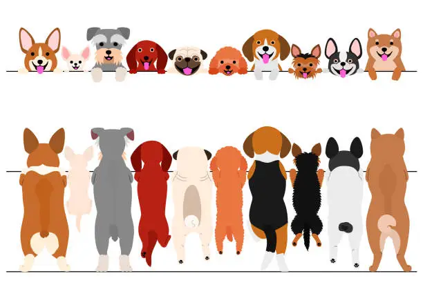 Vector illustration of standing small dogs front and back border set
