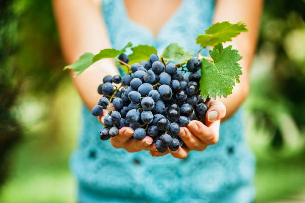 female hands holding a delicious ripe dark blue grapes on blured background