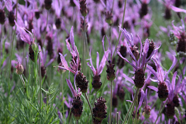 Field of Lavenders Close up on a field of lavenders in  kew gardens spring stock pictures, royalty-free photos & images