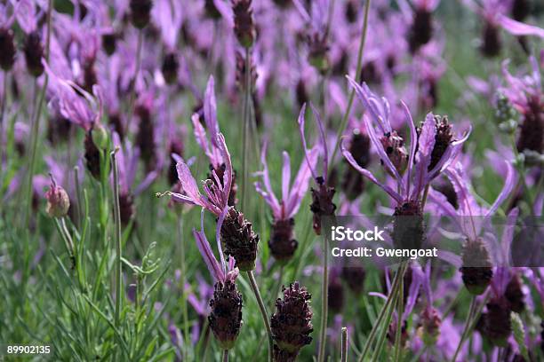 Field Of Lavenders Stock Photo - Download Image Now - Kew Gardens, London - England, Agricultural Field